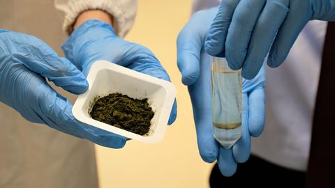 Microalgae-Based Oil Could Replace Palm Oil in Foods