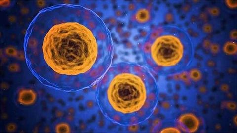 Novel Method Converts Human Pluripotent Stem Cells to 8-Cell Embryo-Like Stage
