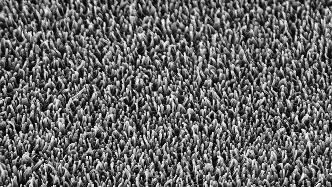 Antibacterial Packaging Inspired by Bacteria-Killing Insect Wings