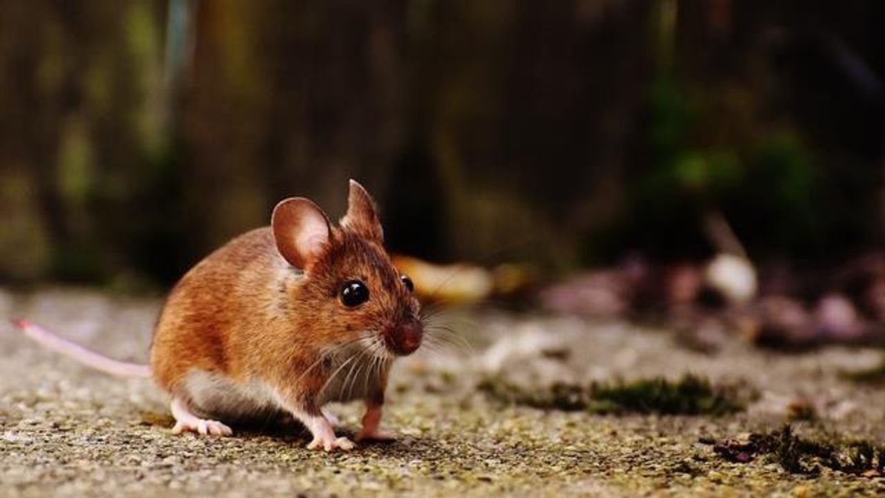 Intranasal Lipids Rescue Memory in Alzheimer's Mouse Models