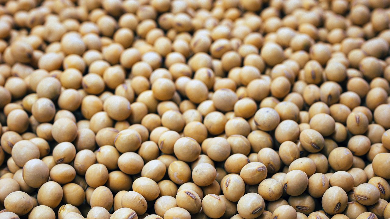 Fermented Soybean Waste Could Improve Fat Metabolism