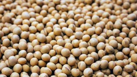 Fermented Soybean Waste Could Improve Fat Metabolism