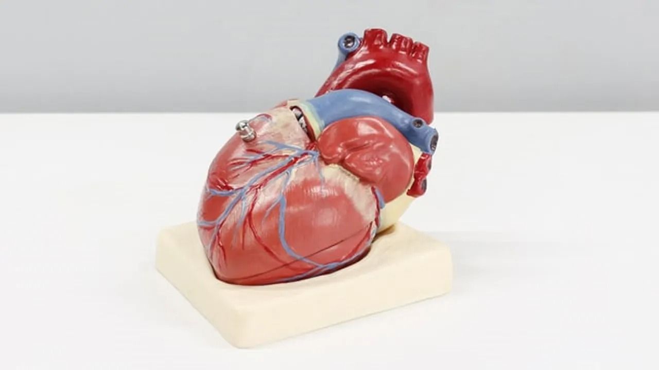 Heart Failure a Result of Metabolic Stress and Immune System Interactions