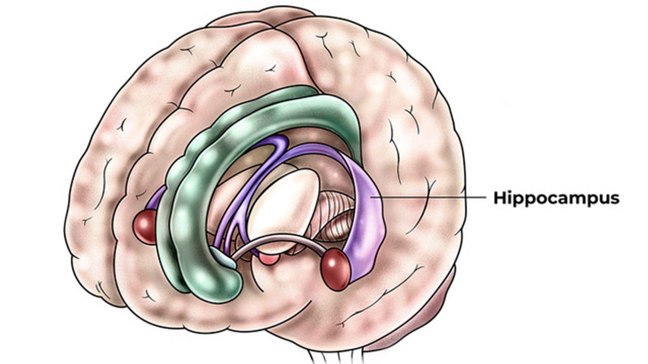 Compound Surprisingly Silences Seizure Severity in Mice