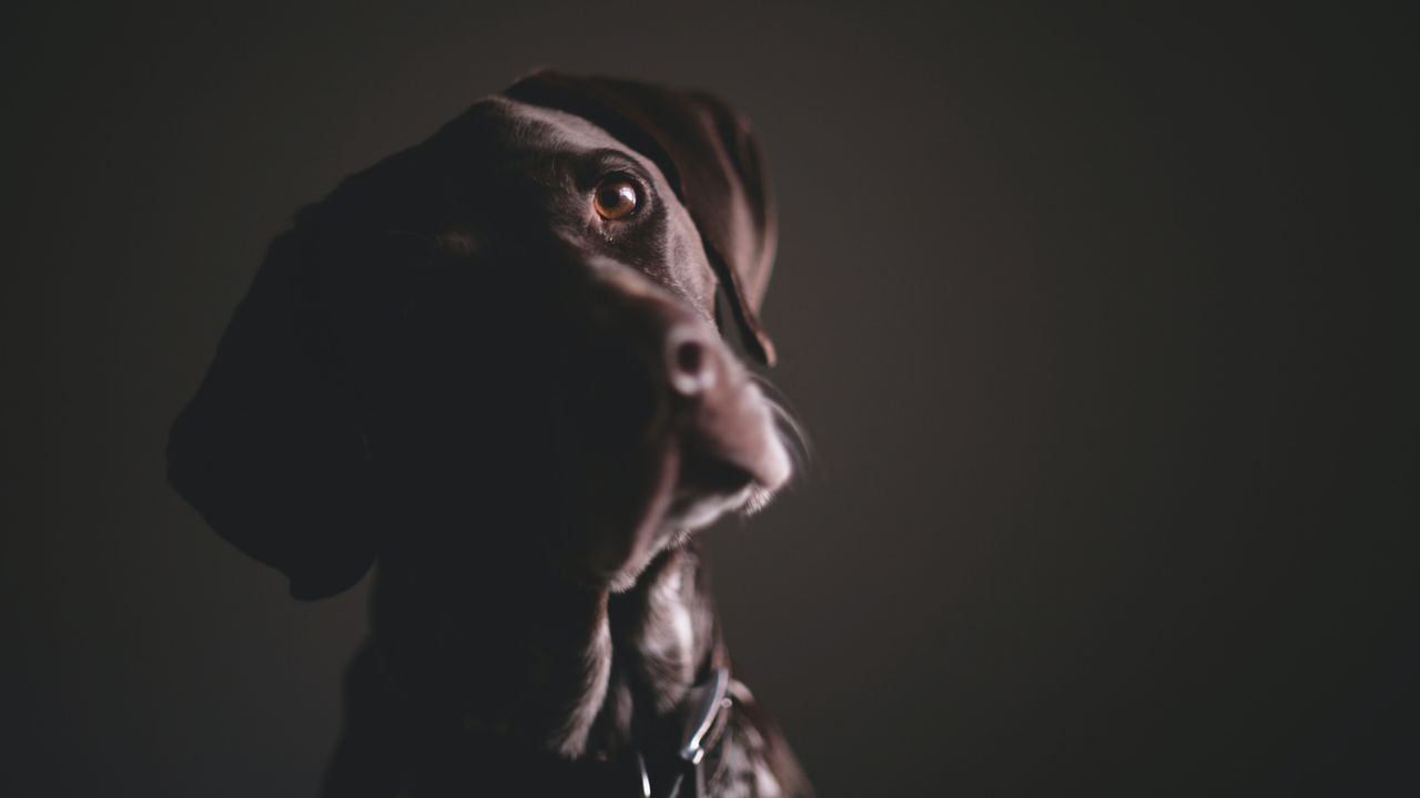 Gene Therapy Reverses Night Blindness in Dogs