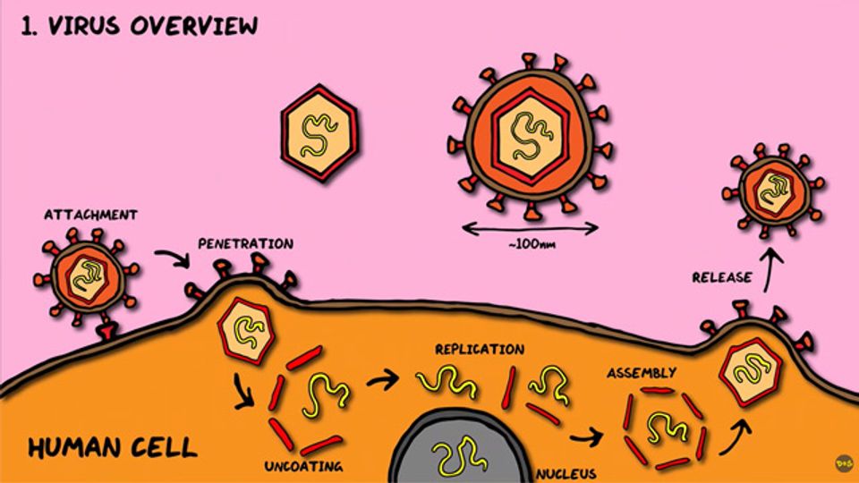 Viruses Explained in Nine Images content piece image