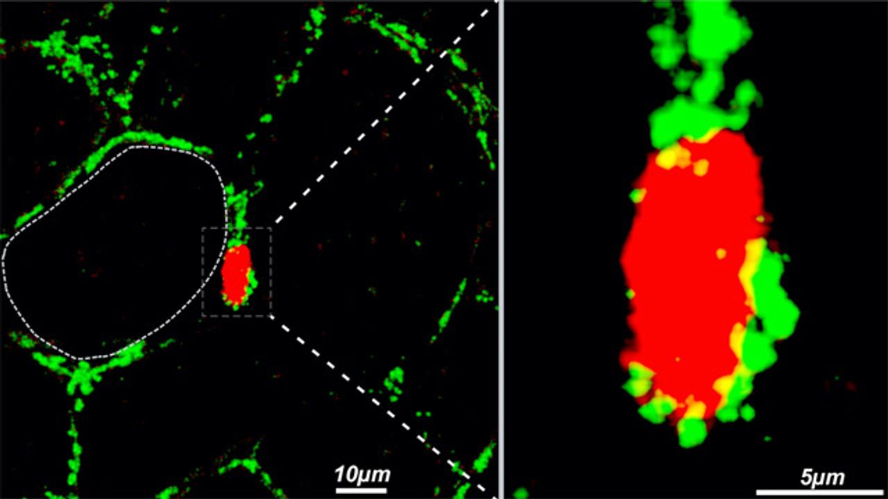 US Research Reveals the Role of Heparan Sulfate in Obesity