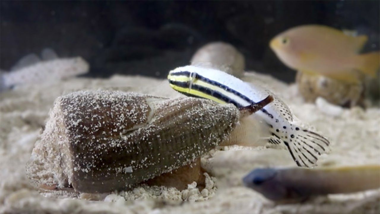 Drug-Like Compound Discovered in Cone Snail Venom