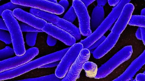 Why Do Some Types of Infections Persist?