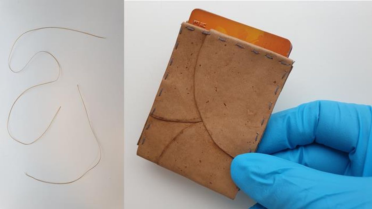 Fungus Fed on Breadcrumbs Used To Make Sustainable Leather Alternative