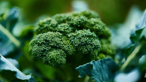 Chemical Derived From Leafy Greens Could Prevent and Treat Some Viruses