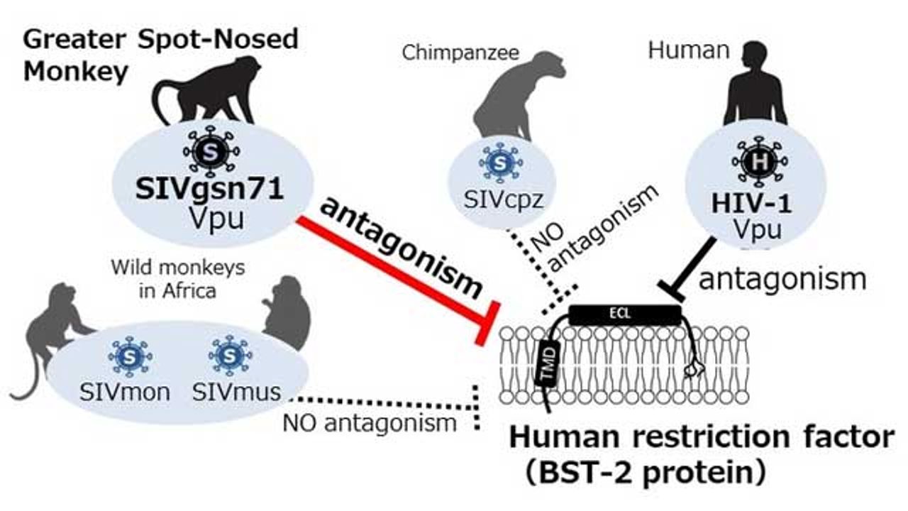 Viral Protein Combats the "Same" Human and Monkey Defences Differently