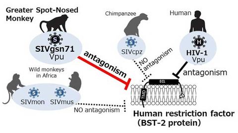 Viral Protein Combats the "Same" Human and Monkey Defences Differently
