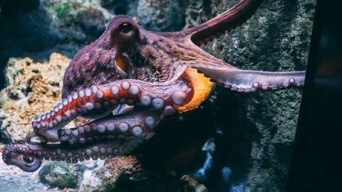 New Legislation To Recognize That Octopuses and Crabs Have Emotions