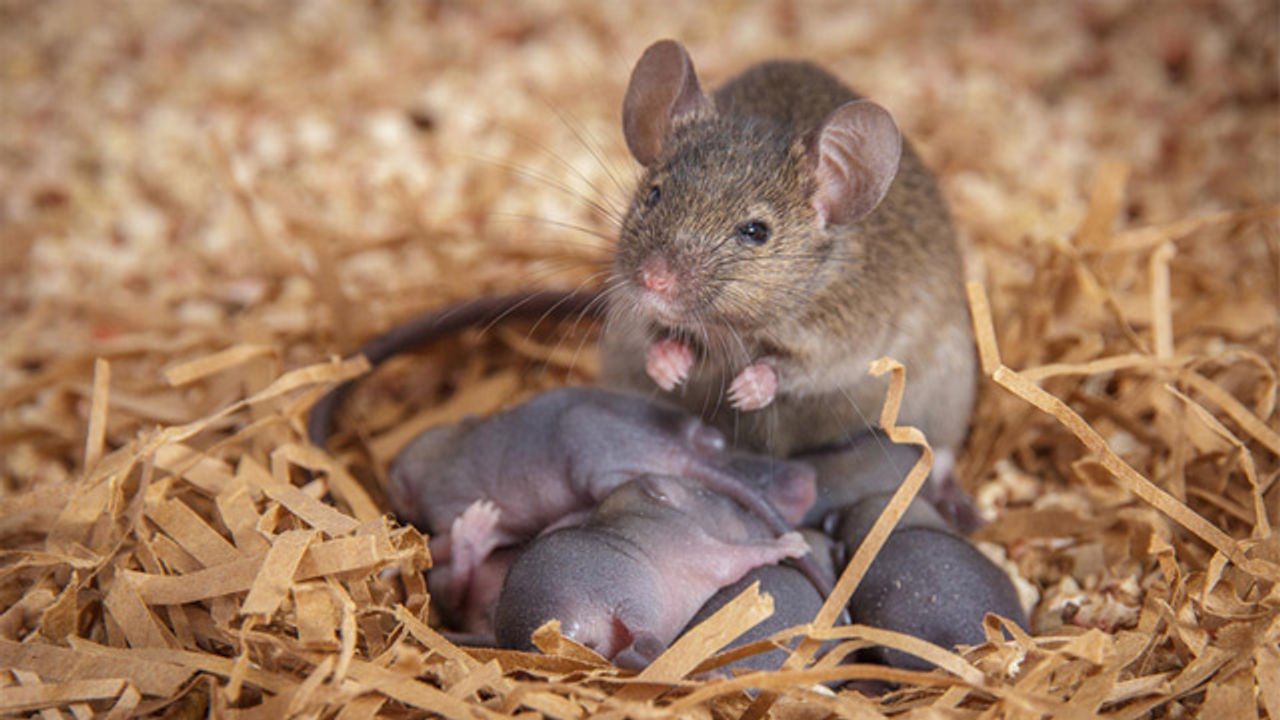 Mom's Protective Behaviors Run Deep in the Brain