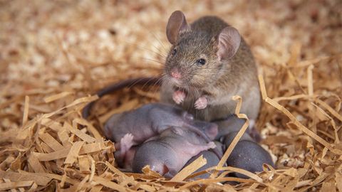 Mom's Protective Behaviors Run Deep in the Brain