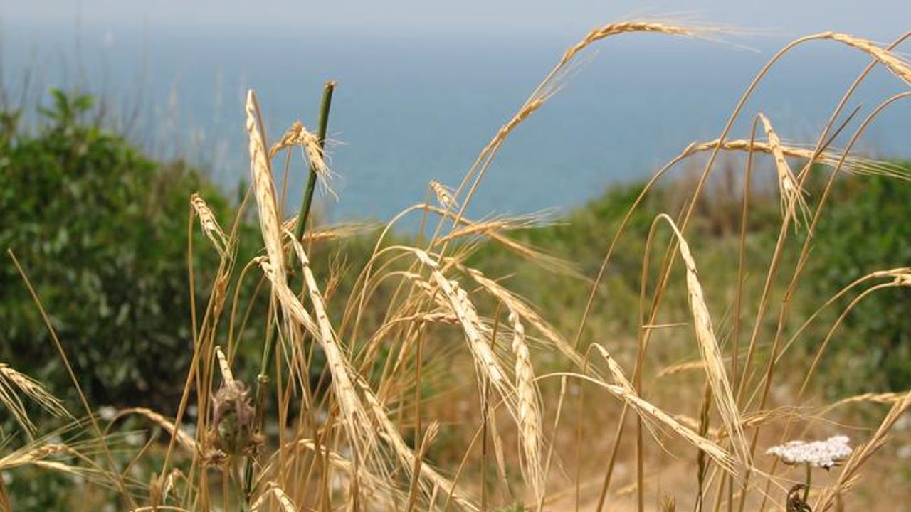 Wild Grass Could Save Our Bread