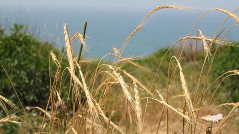 Wild Grass Could Save Our Bread