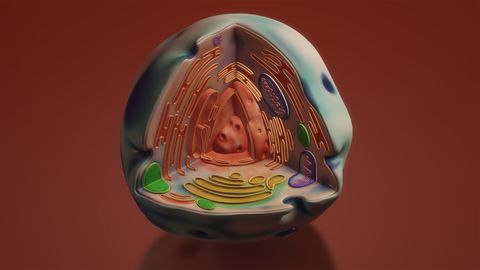 New Technique Transplants Mitochondria From One Living Cell to Another
