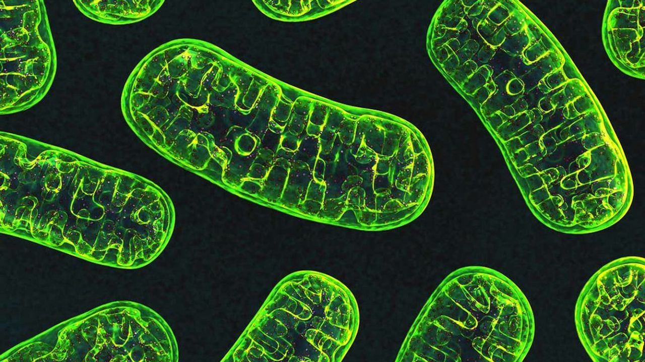 Protein Findings Provide a Clue-H for Parkinson's Treatments