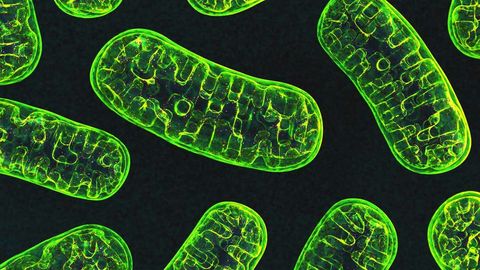 Protein Findings Provide a Clue-H for Parkinson's Treatments
