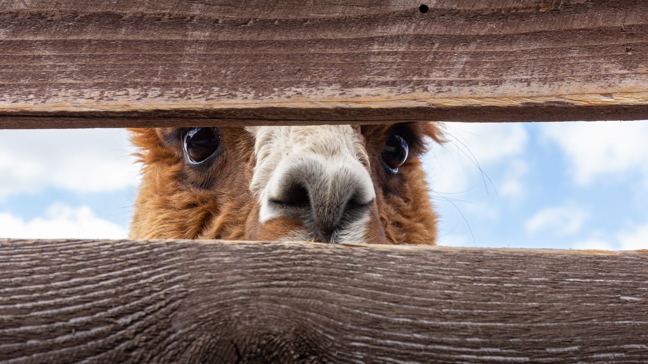 Deep Dive Into Alpaca’s Nanobody Repertoire Identifies Potent SARS-CoV-2 Neutralizers