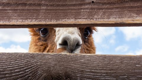Deep Dive Into Alpaca’s Nanobody Repertoire Identifies Potent SARS-CoV-2 Neutralizers