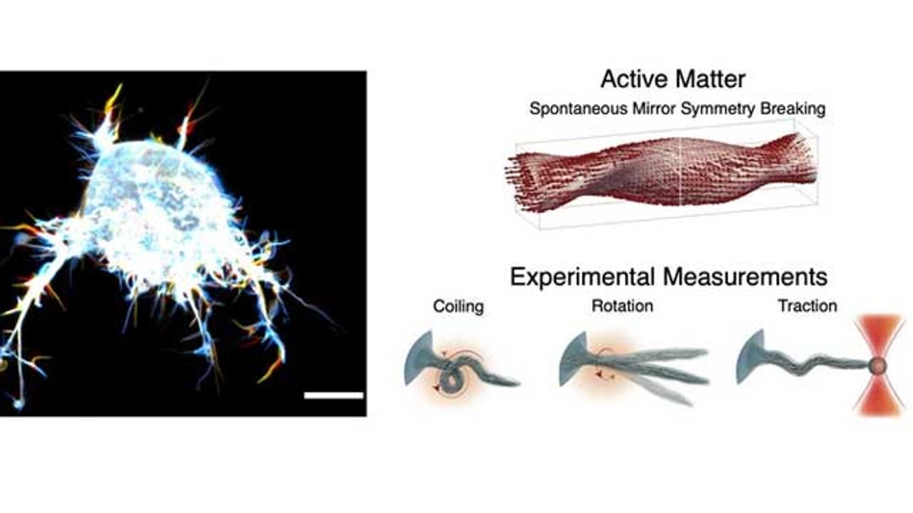 Cancer Cells Use Octopus-Like Tentacles To Move Around the Body