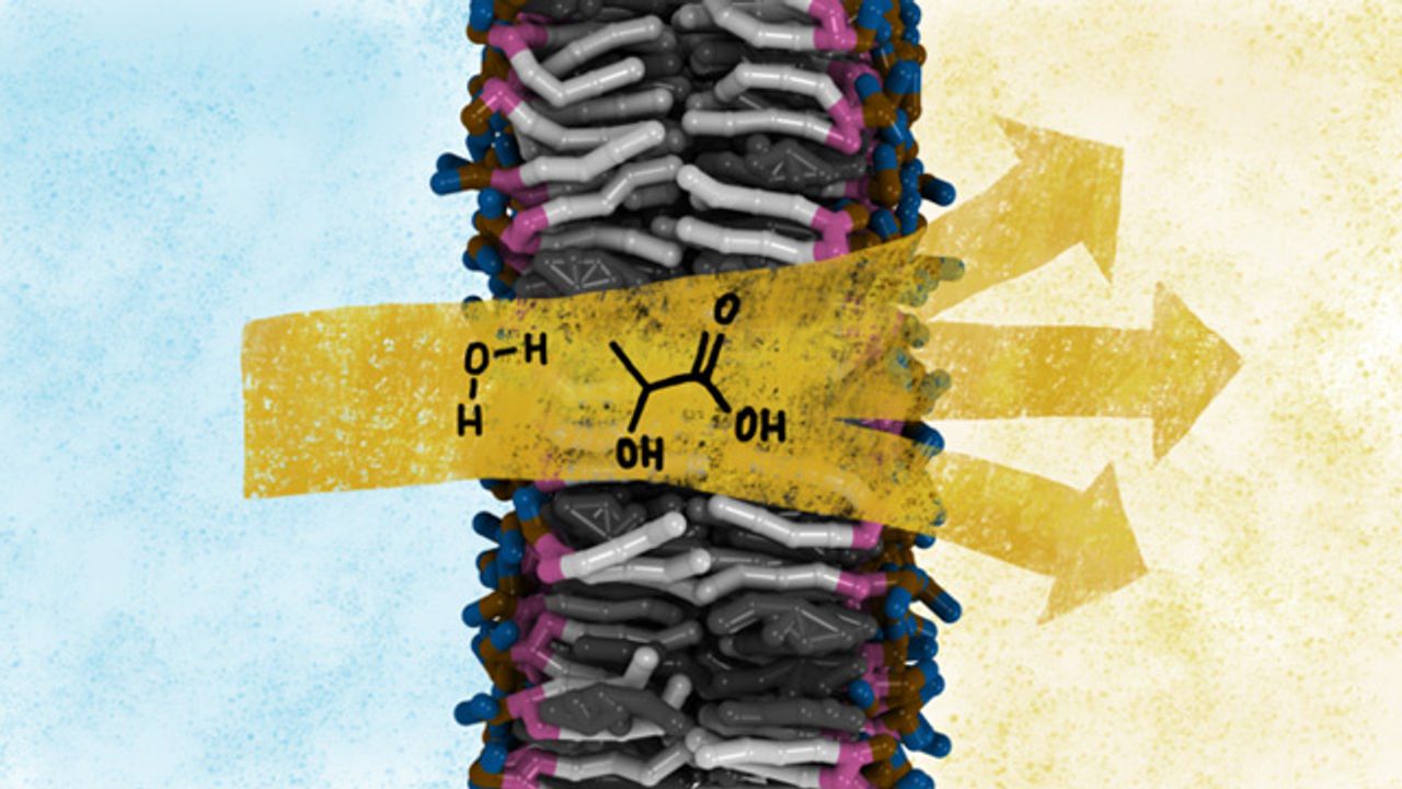 New Insights Into How Cells Control Their Borders