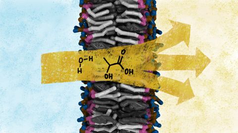 New Insights Into How Cells Control Their Borders