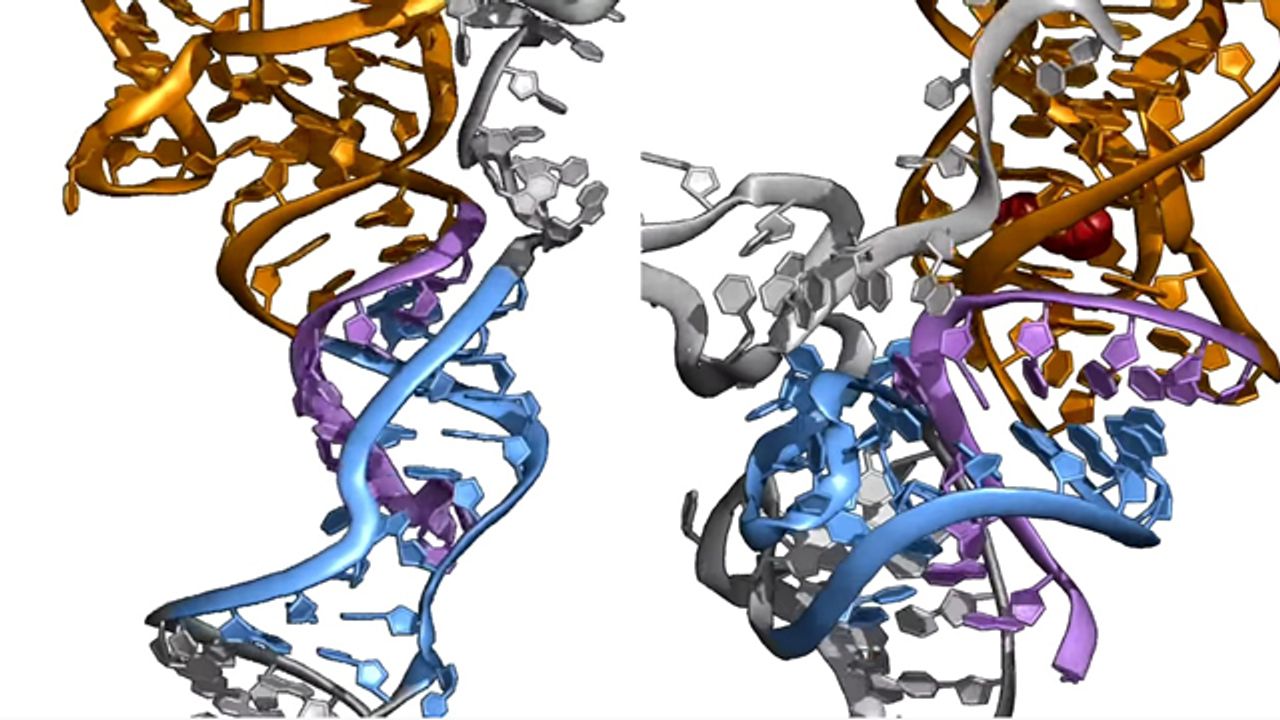 RNA Switching "On" and "Off"