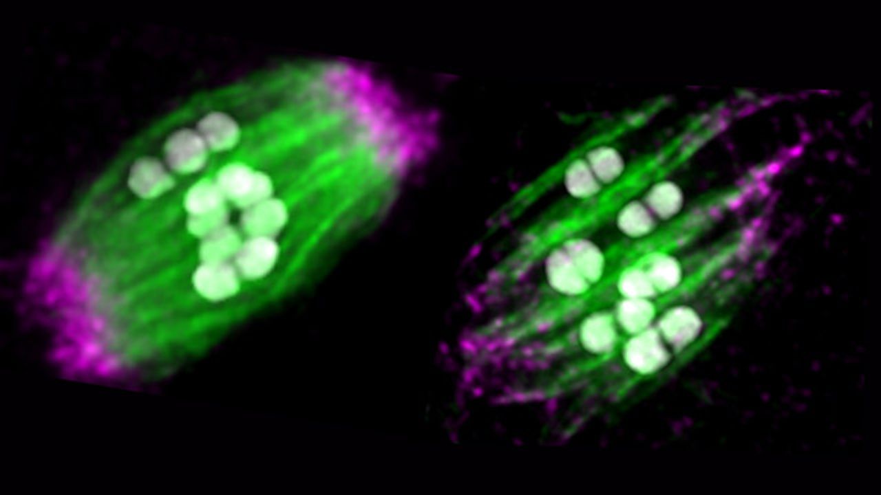 Mechanism That Protects Roundworm Egg Cells From Division Errors Discovered