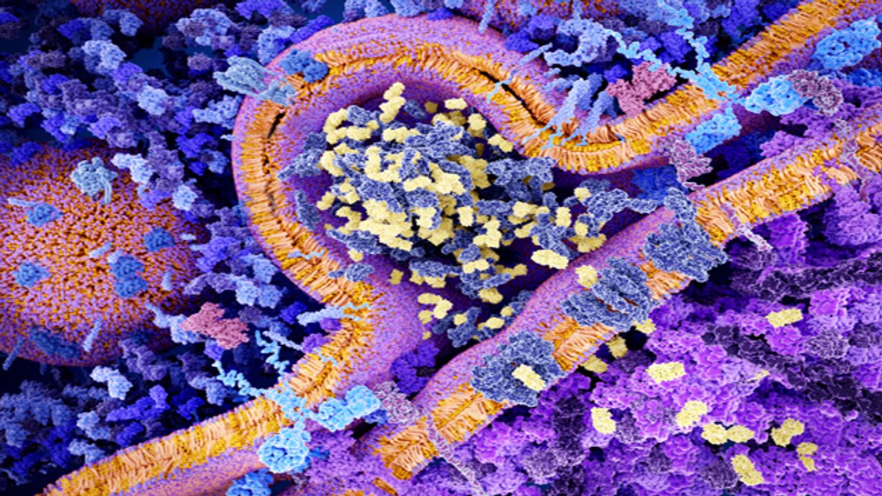 Researchers Manufacture Functional CAR T Cells in 24 Hours