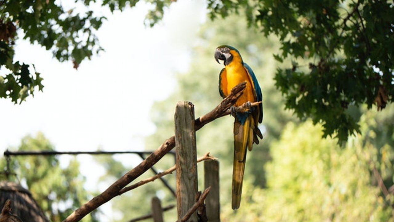Big Bird Brains Can Lead to Longer Lifespan