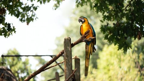 Big Bird Brains Can Lead to Longer Lifespan