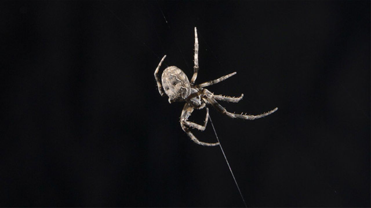 Spiders Use Webs To Extend Their Hearing