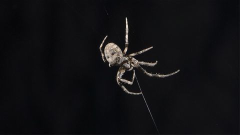 Spiders Use Webs To Extend Their Hearing