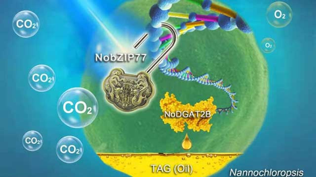 Oil Production From Industrial Microalgae Doubled by Exploiting Blue Light Sensor