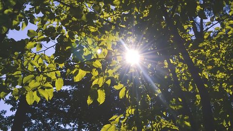Theory on Transfer of Light Energy Refuted