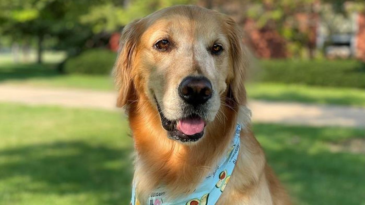 Avocado Waste Could Provide Fiber Source for Dogs