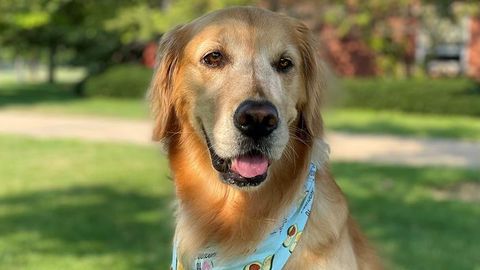 Avocado Waste Could Provide Fiber Source for Dogs