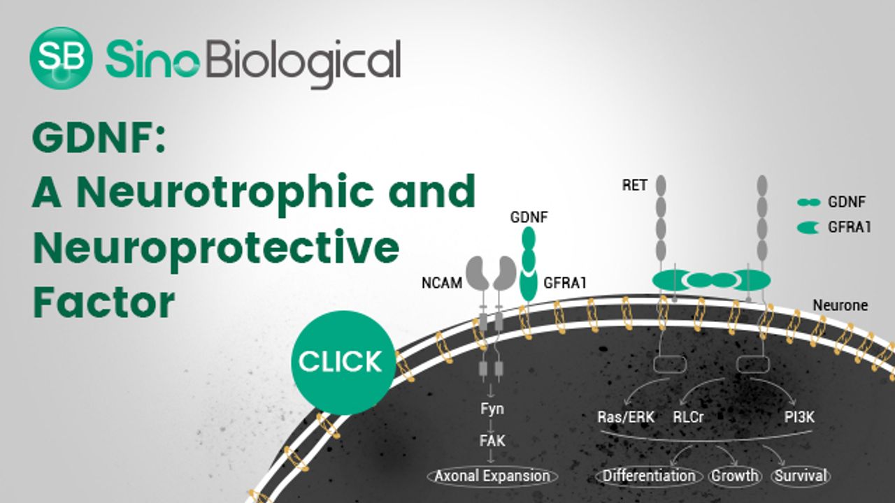 GDNF: A Neurotrophic and Neuroprotective Factor