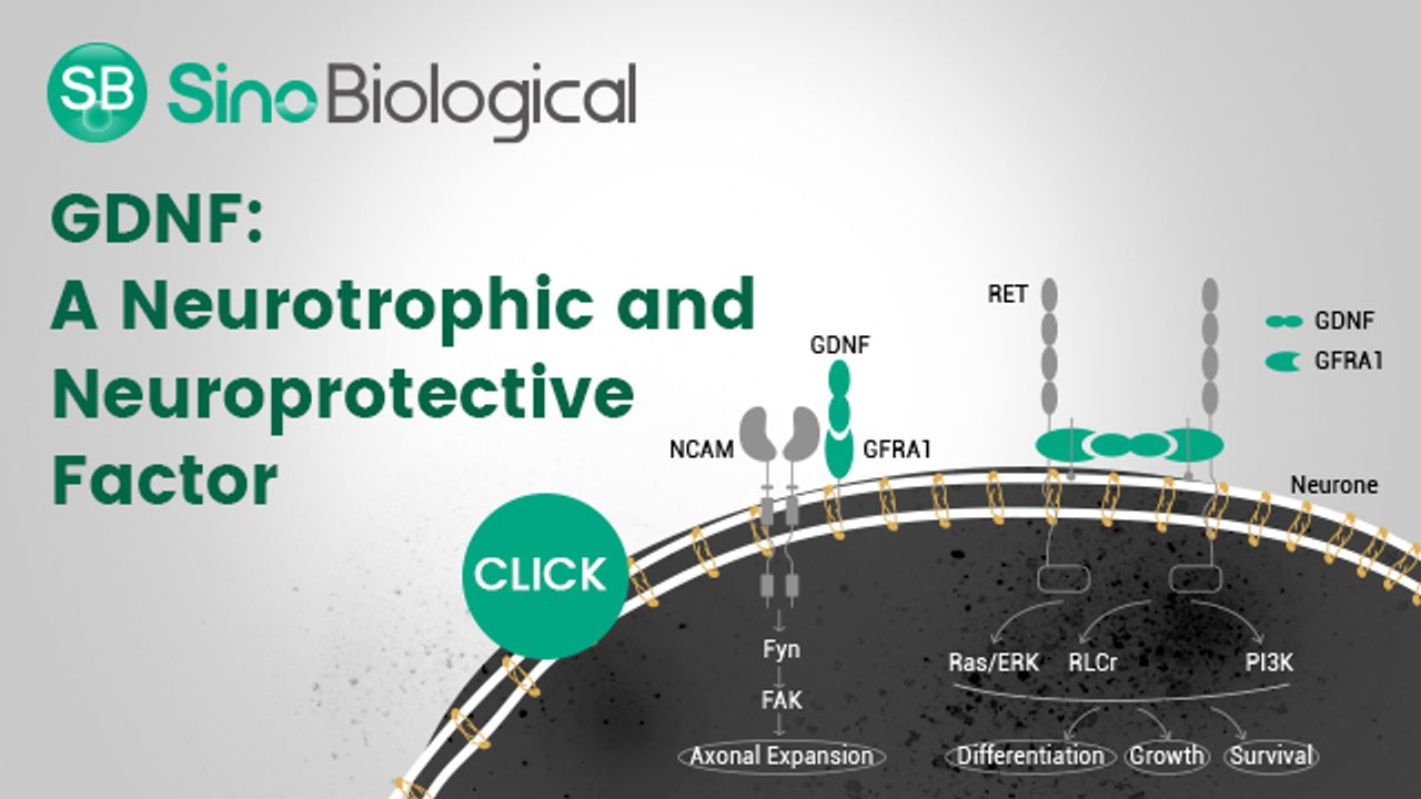 GDNF：神经营养和神经保护剂