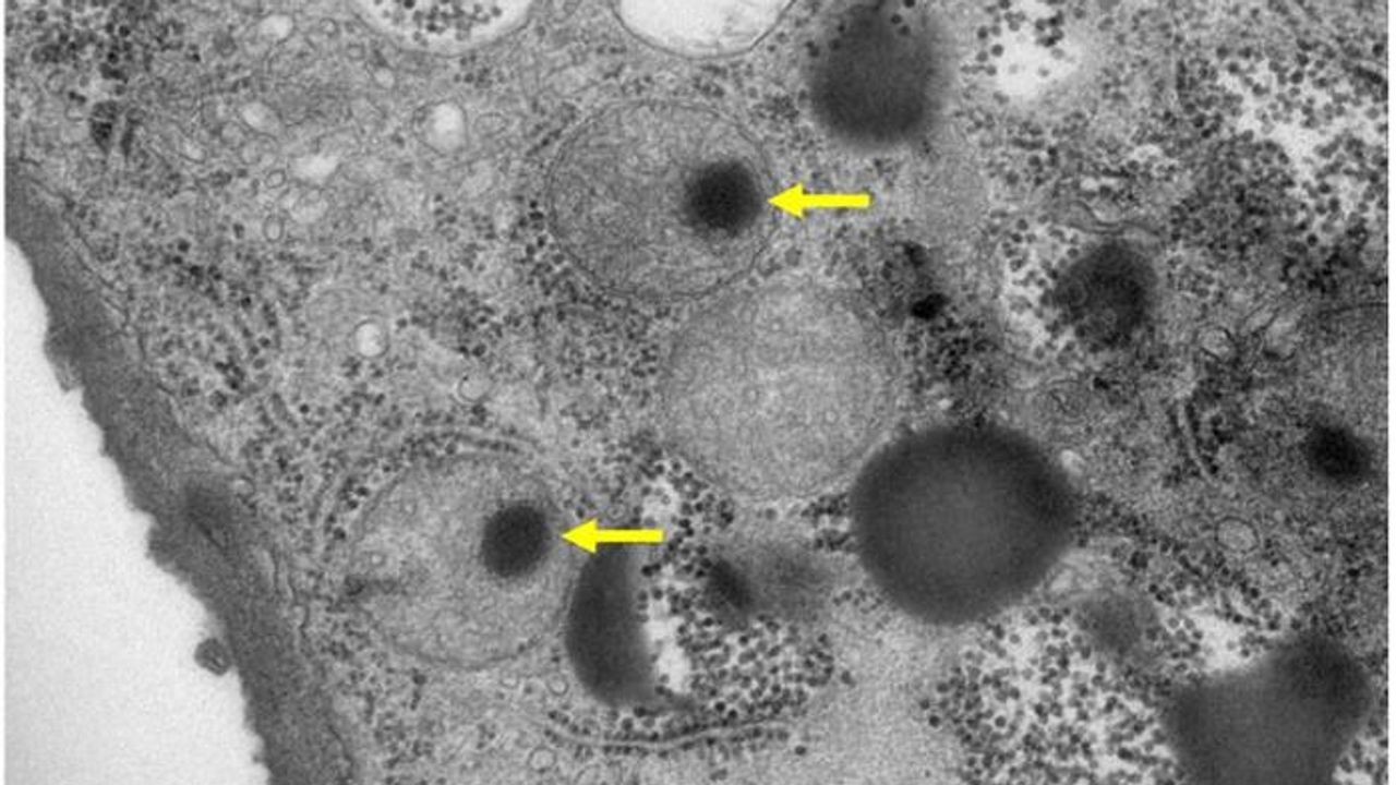 How Do Giant Viruses Mature?