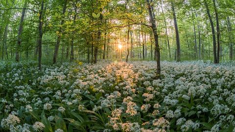 Wild Garlic's "Doppelgangers" Lead to Poisoning