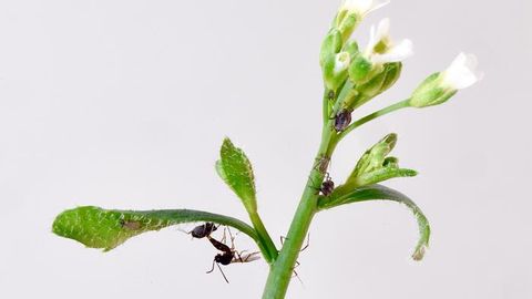 “Keystone Gene” Controls Species Diversity in an Ecosystem