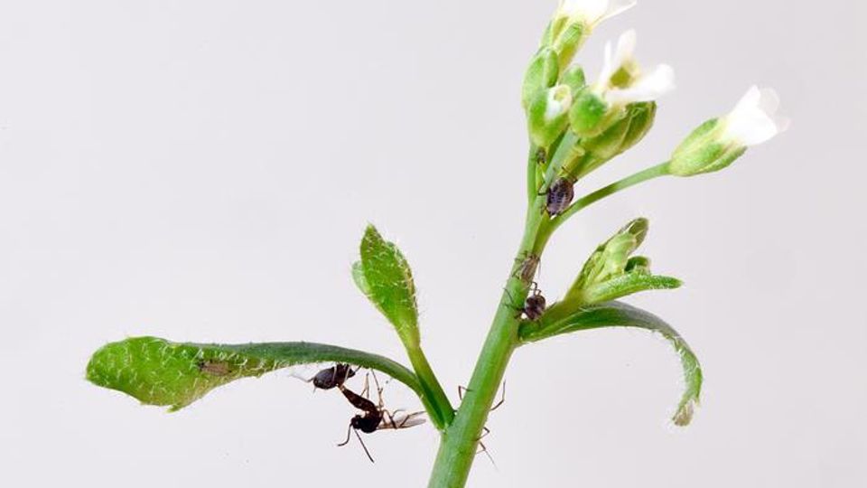 “Keystone Gene” Controls Species Diversity in an Ecosystem content piece image