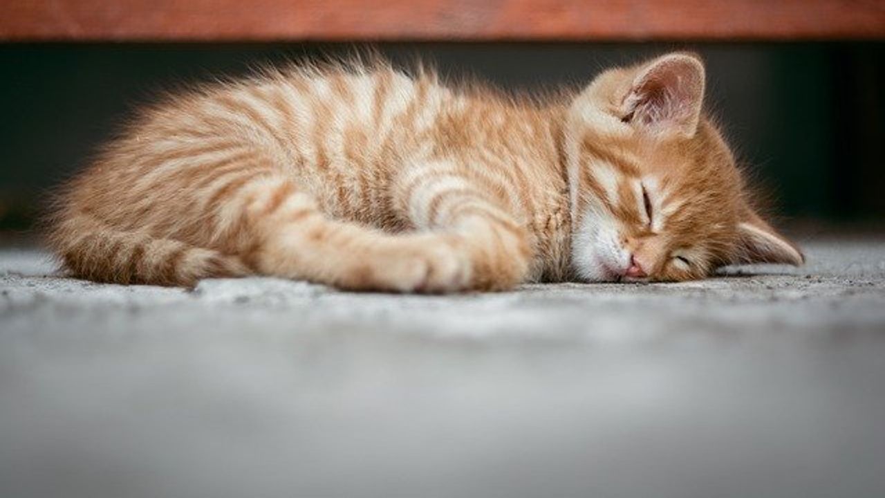 Pets May Be Exposed to Toxicants in Their Homes