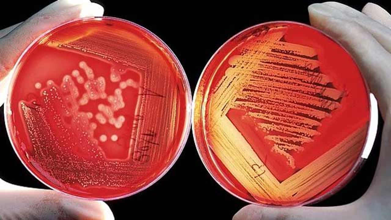 Bacterial “Drug Pump” Is Key to Restoring Effectiveness of Antibiotics