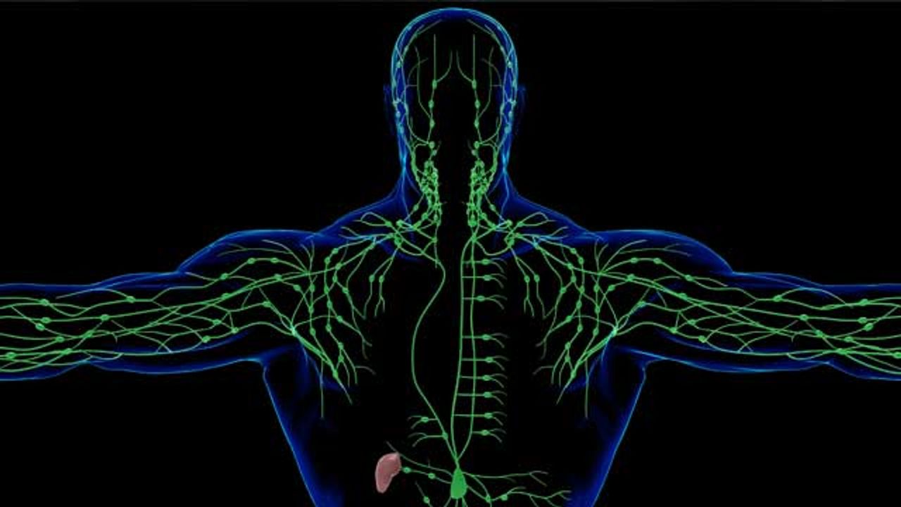 Applying Organ-on-a-Chip Tech to the Lymphatic System